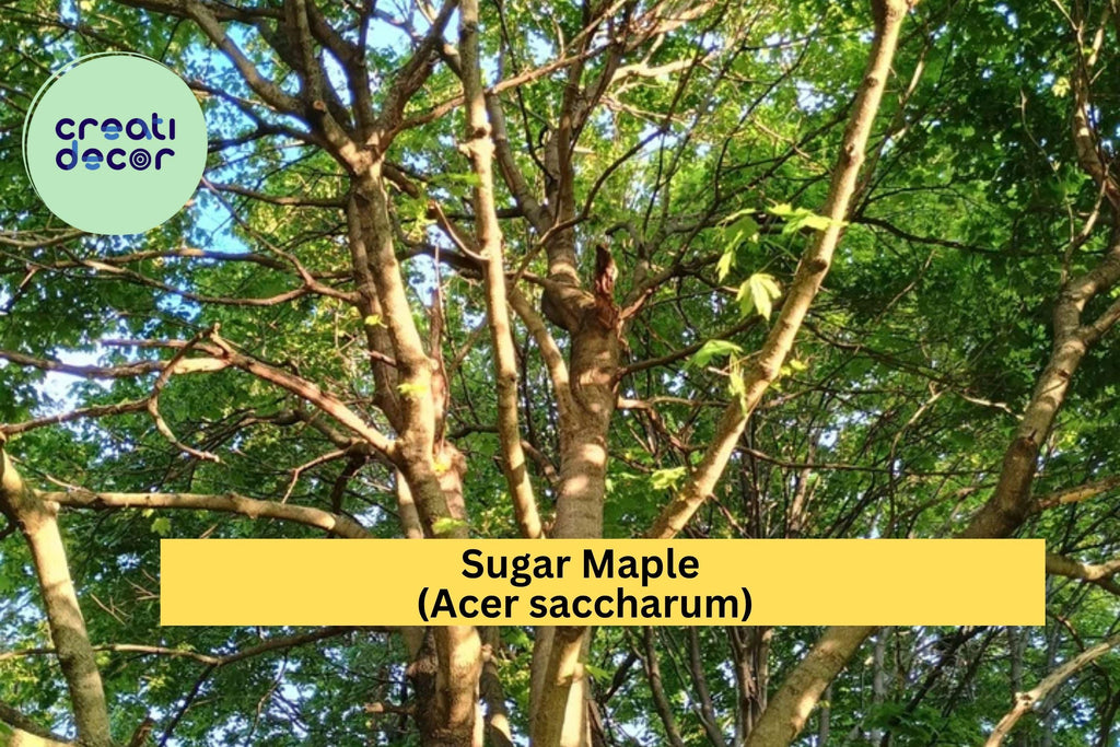 Sugar Maple Tree – 1 Live Bare Root Seedling, Acer saccharum Starter Tree for Shade or Landscape, Hardy Deciduous Maple Zones 3–8