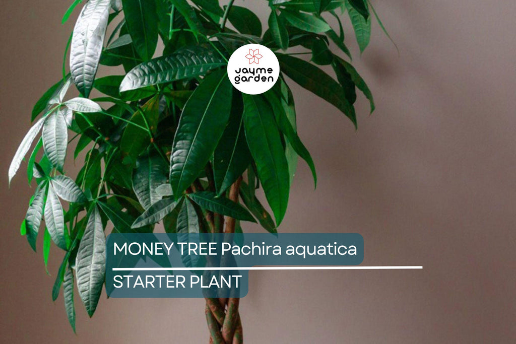 Money Tree Pachira aquatica | Bonsai Seedling | Indoor Plant | 4" Caudex Growth