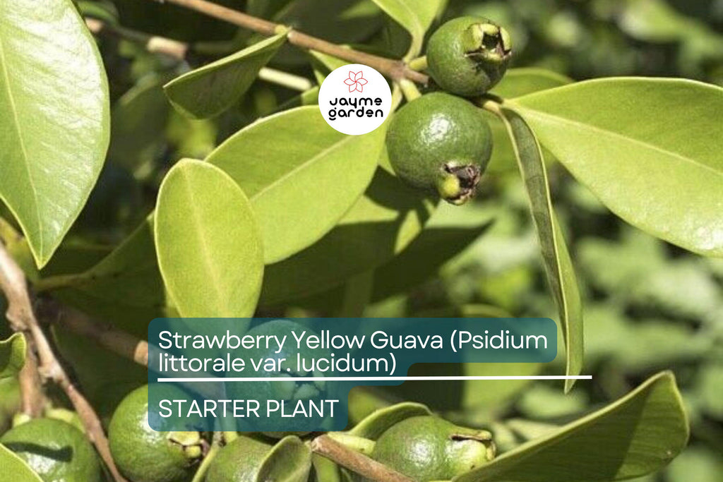 Strawberry Yellow Guava (Psidium littorale var. lucidum) 1’-2’ Live Tropical Tree | Sweet & Aromatic Fruit for Gardens