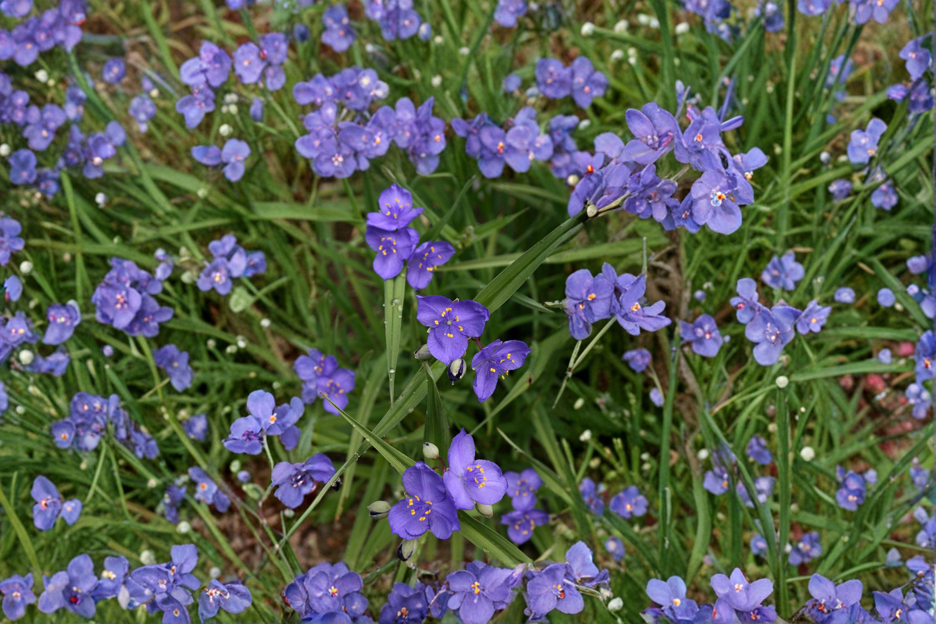Tradescantia Occidentalis Western Spiderwort Seeds – 100 Native Perennial Prairie Wildflower | Drought-Tolerant | Pollinator-Friendly