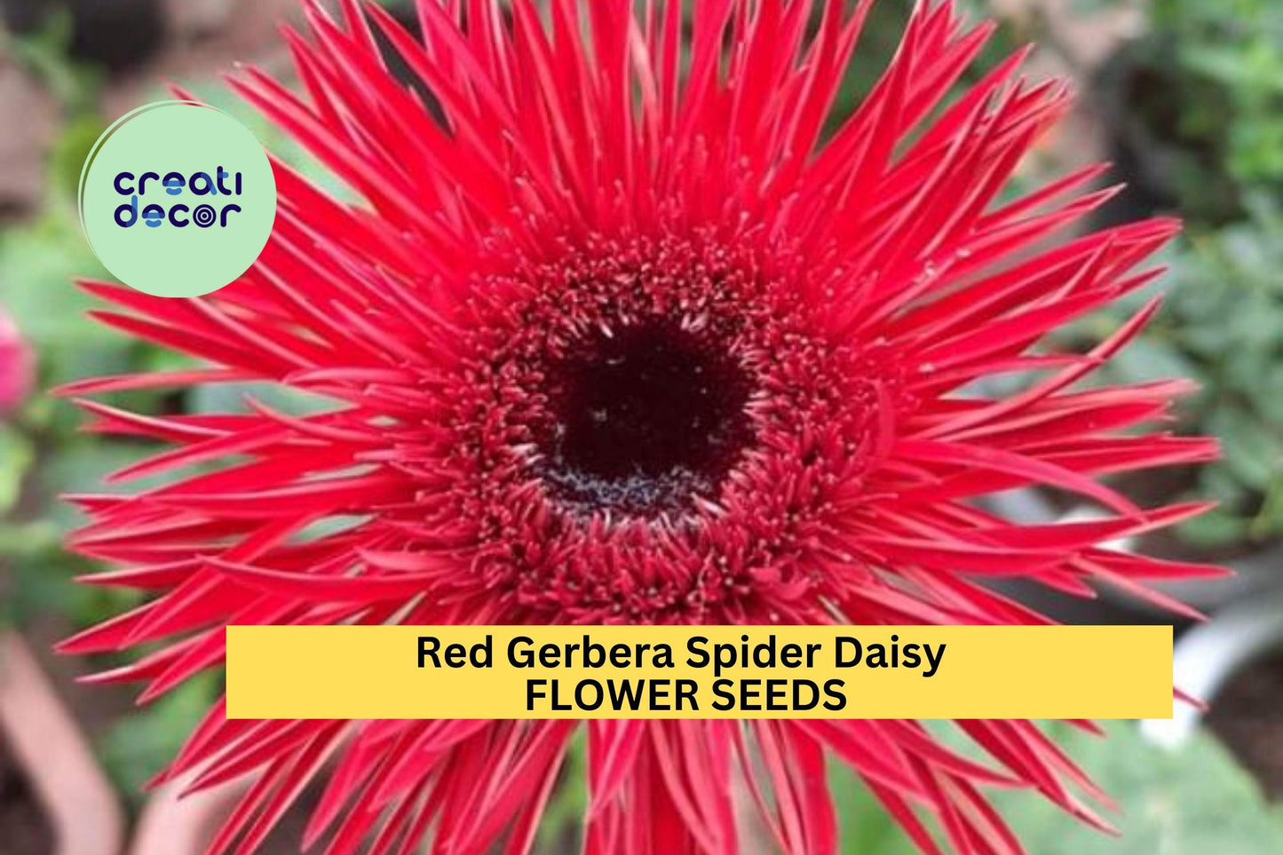50+ Red Gerbera Spider Daisy Seeds – Unique Spiky Petal Blooms for Garden Planting, Bold Red Summer Flowers for Beds & Pots – USA