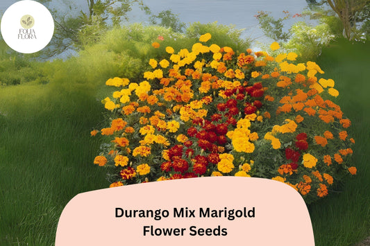 25+ Durango Mix Marigold Seeds | Tagetes patula | French Marigold Blend | Vibrant Orange, Yellow & Red Blooms for Garden and Pots