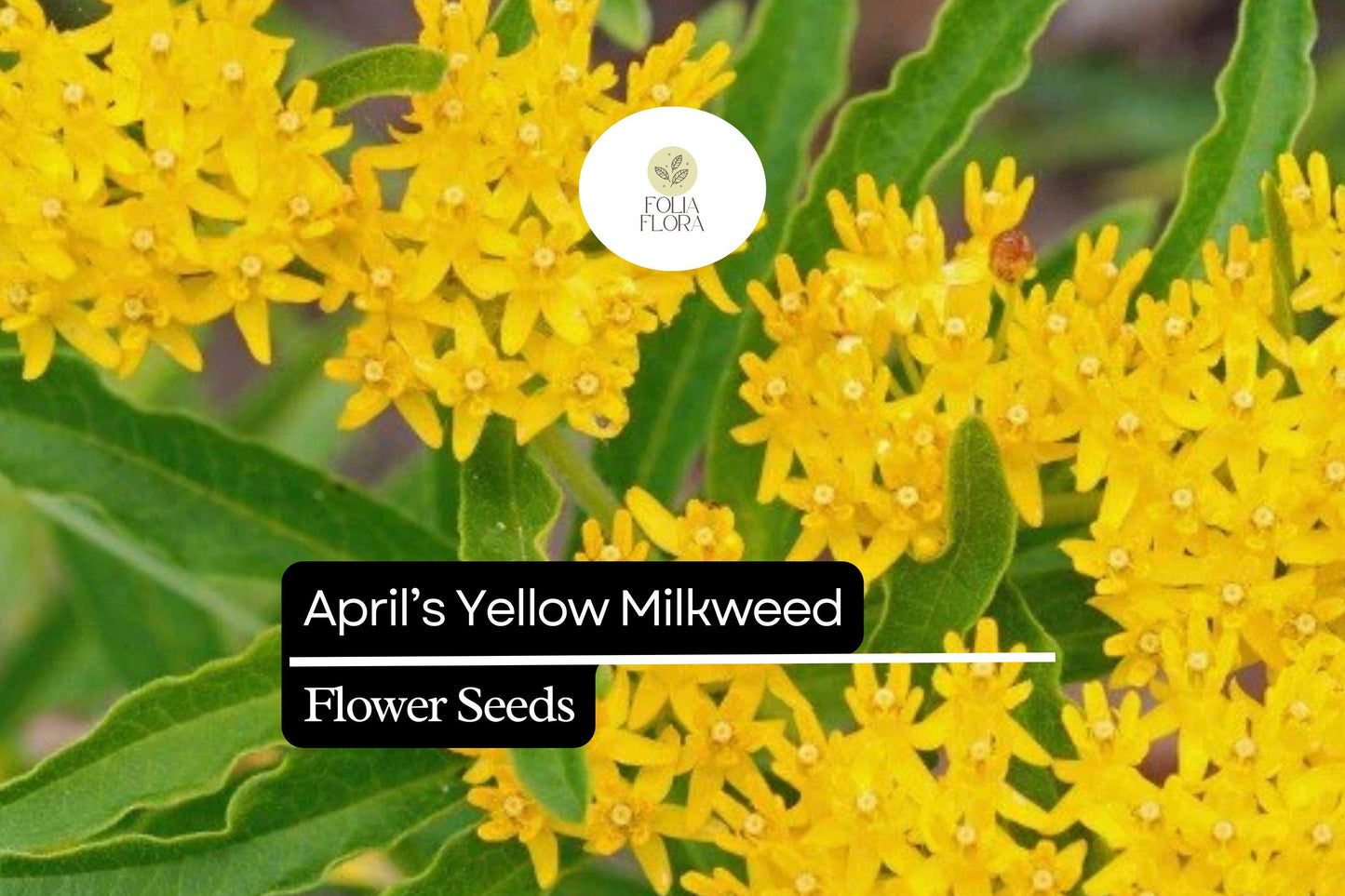 15 Seeds April's Yellow Milkweed (Asclepias spp.) | Bright Yellow Blooms | Monarch Host Plant | Pollinator-Friendly Wildflower