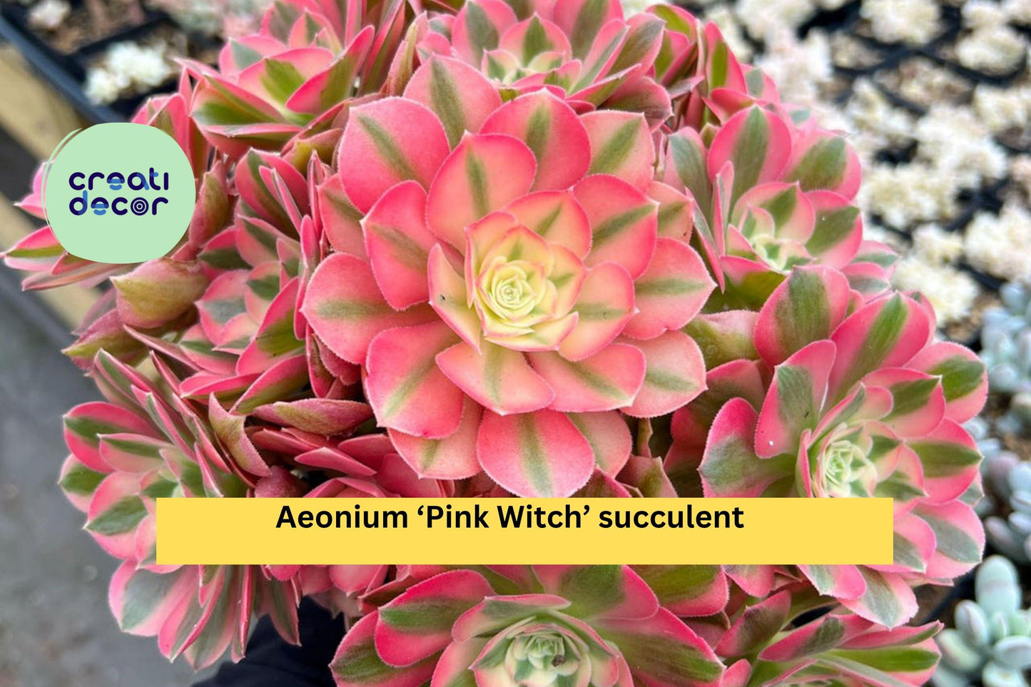 Aeonium ‘Pink Witch’ Succulent – 3.5–4″ Bare Root Live Plant – Rare Pink Rosette Succulent Gift for Home or Garden