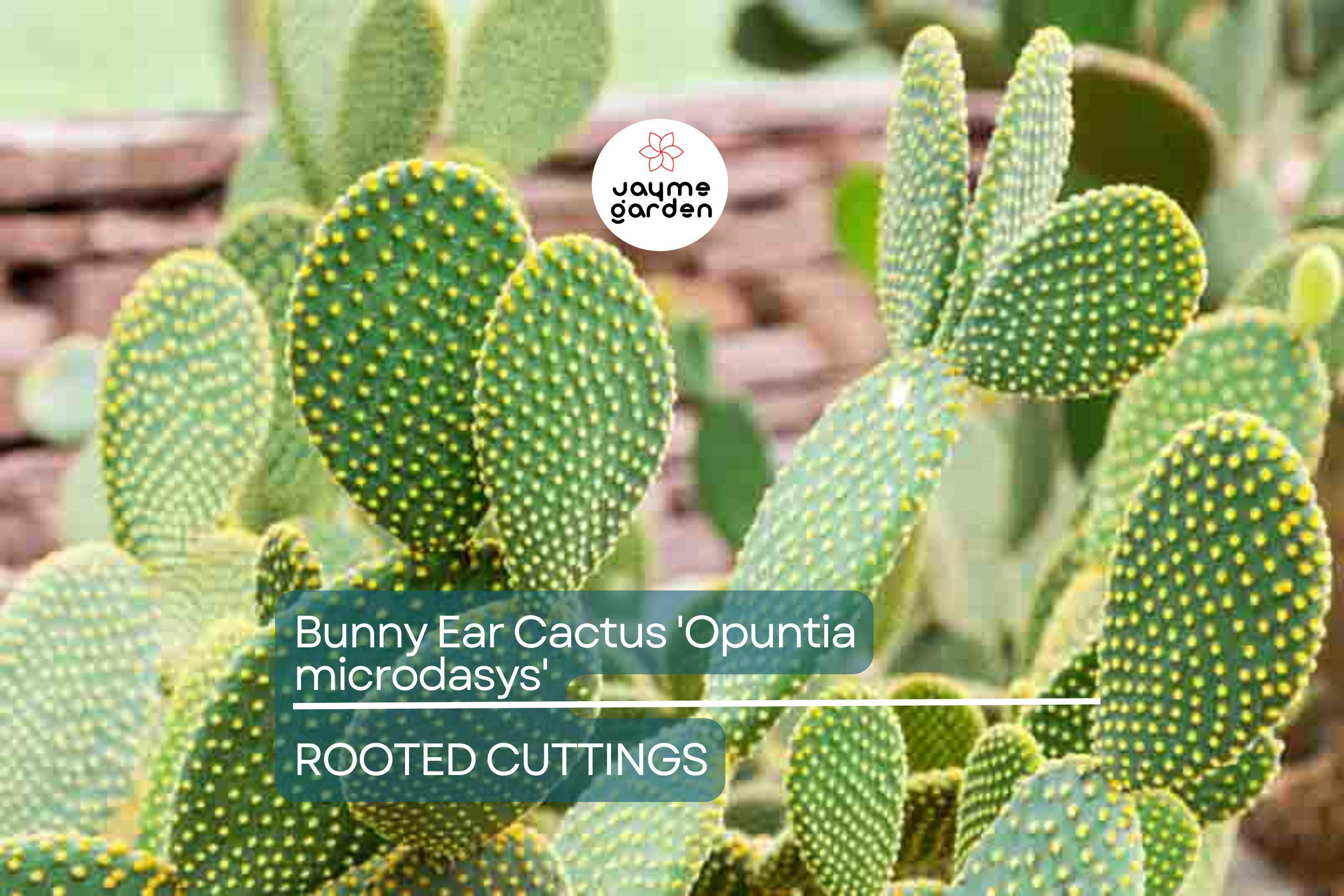 Bunny Ear Cactus (Opuntia microdasys) Live Succulent Plant – 6" Starter Cactus, Easy Care, Indoor/Outdoor