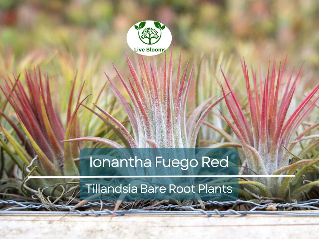 5 Ionantha Fuego Red Air Plants – Exotic Tillandsia – Bare Root – Low Maintenance Houseplants – Vibrant Color, No Soil Needed