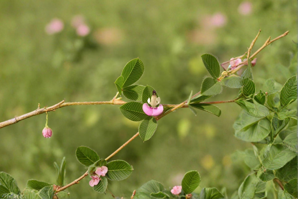Korean Lespedeza – Kummerowia stipulacea 100 Seeds | Nitrogen-Fixing Legume | Open-Pollinated