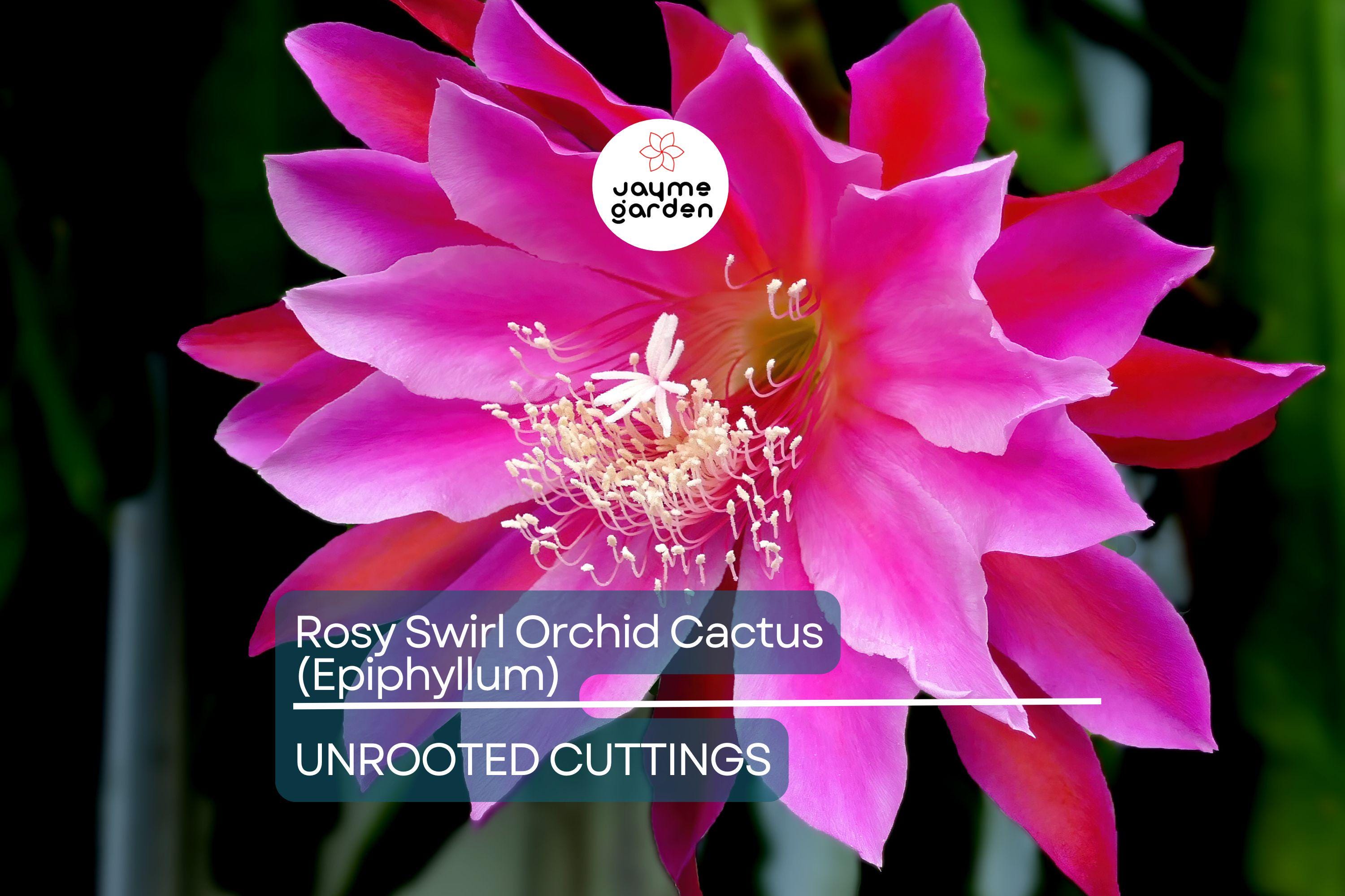 Two Rosy Swirl Orchid Cactus Cuttings (Epiphyllum) - Easy to Root
