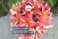 Plumeria Cutting JJ California Sunset - Fragrant Orange Blooms, Early & Long-Season Bloomer, Semi-Compact Growth