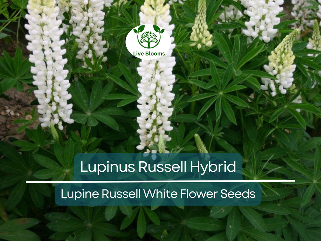 20 Seeds Lupine Russell White for Planting – Lupinus Russell Hybrid, White Flowers, Easy to Grow, Attracts Pollinators, Hardy Plant