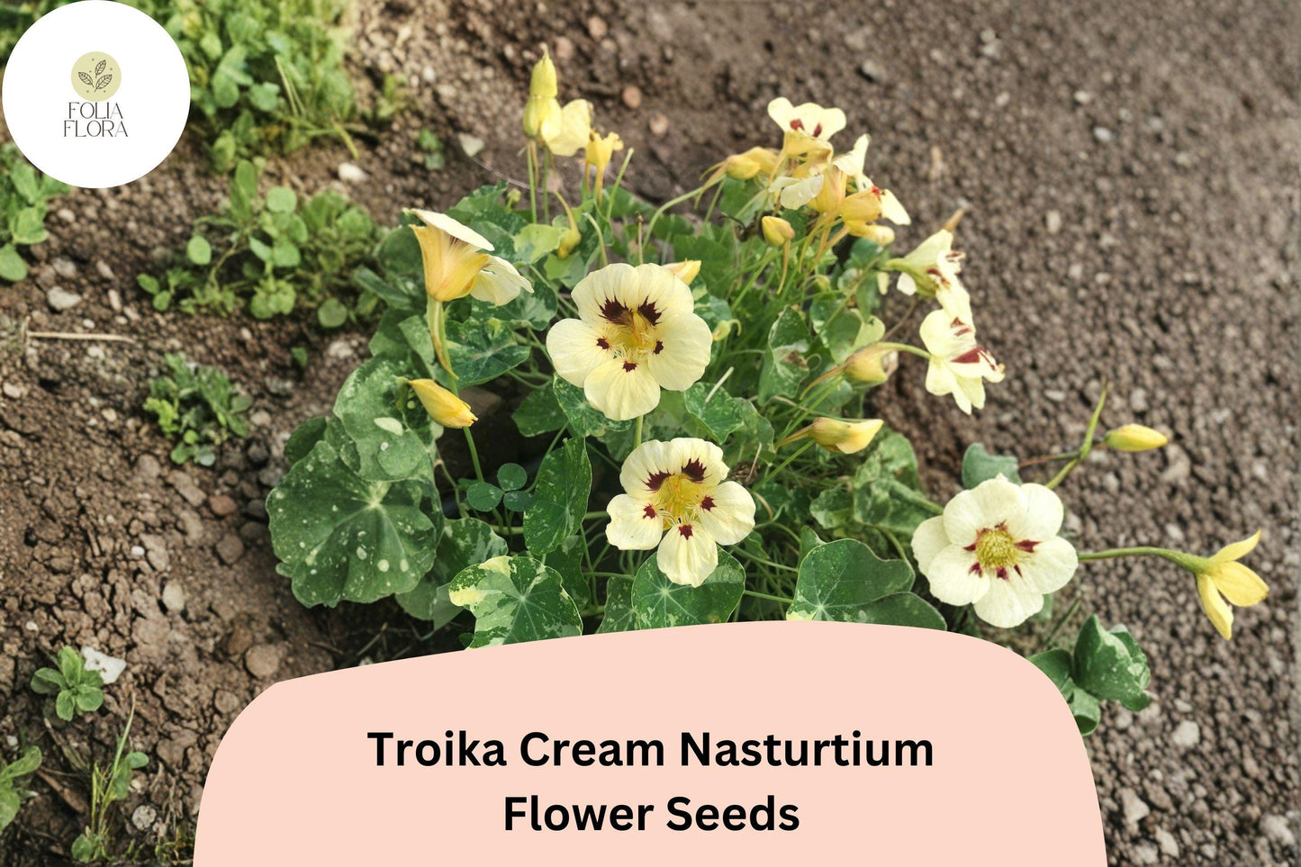 50+ Troika Cream Nasturtium Seeds | Tropaeolum majus | Creamy White Blooms | Trailing Annual for Garden