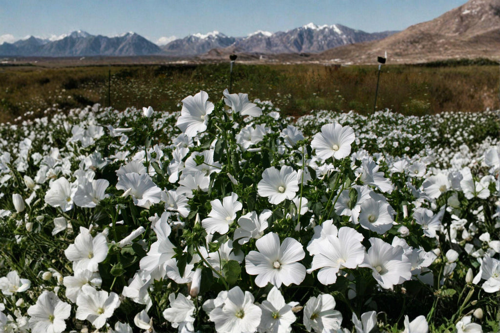 Rose Mallow – Dwarf White 40 Seeds | Compact Hardy Hibiscus | Large White Blooms | Pollinator-Friendly Perennial
