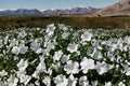 Rose Mallow – Dwarf White 40 Seeds | Compact Hardy Hibiscus | Large White Blooms | Pollinator-Friendly Perennial