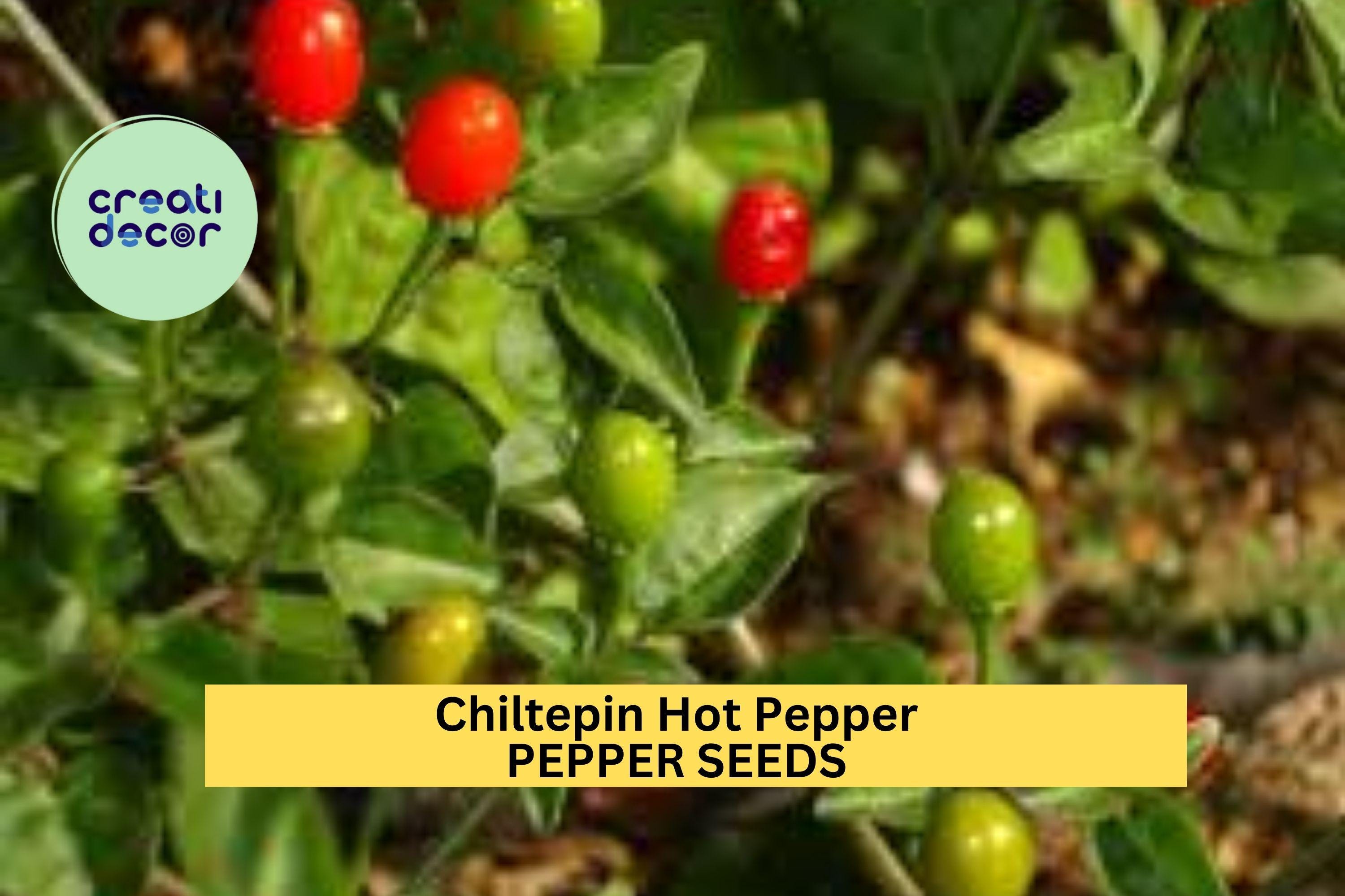 3pcs of 250mg Chiltepin Hot Pepper Seeds – Wild Tiny Peppers with Intense Heat for Salsas,Pickling & Home Garden Planting Seeds for Planting