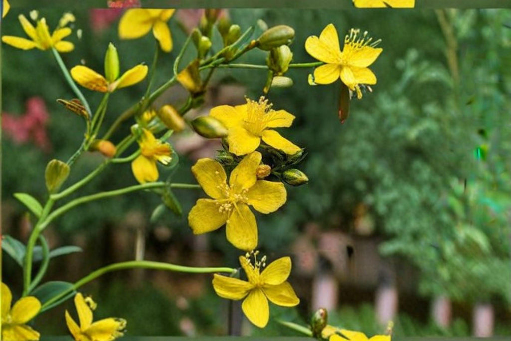 Hypericum punctatum – Dotted St. John’s Wort 500 Seeds | Native Perennial Wildflower | Bright Yellow Blooms | Pollinator & Medicinal Plant