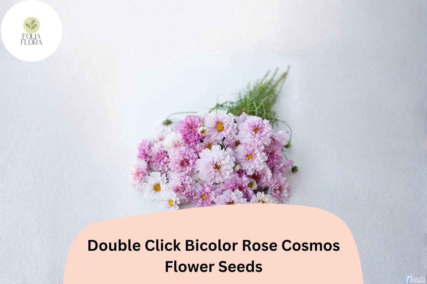 200+ Double Click Bicolor Rose Cosmos Seeds | Cosmos Bipinnatus Pink White Double Flower Seeds