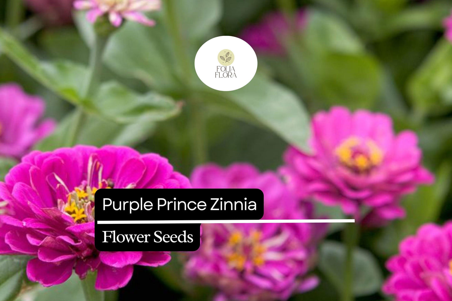 Purple Prince Zinnia (Zinnia elegans) – Royal Purple Blooms for Gardens