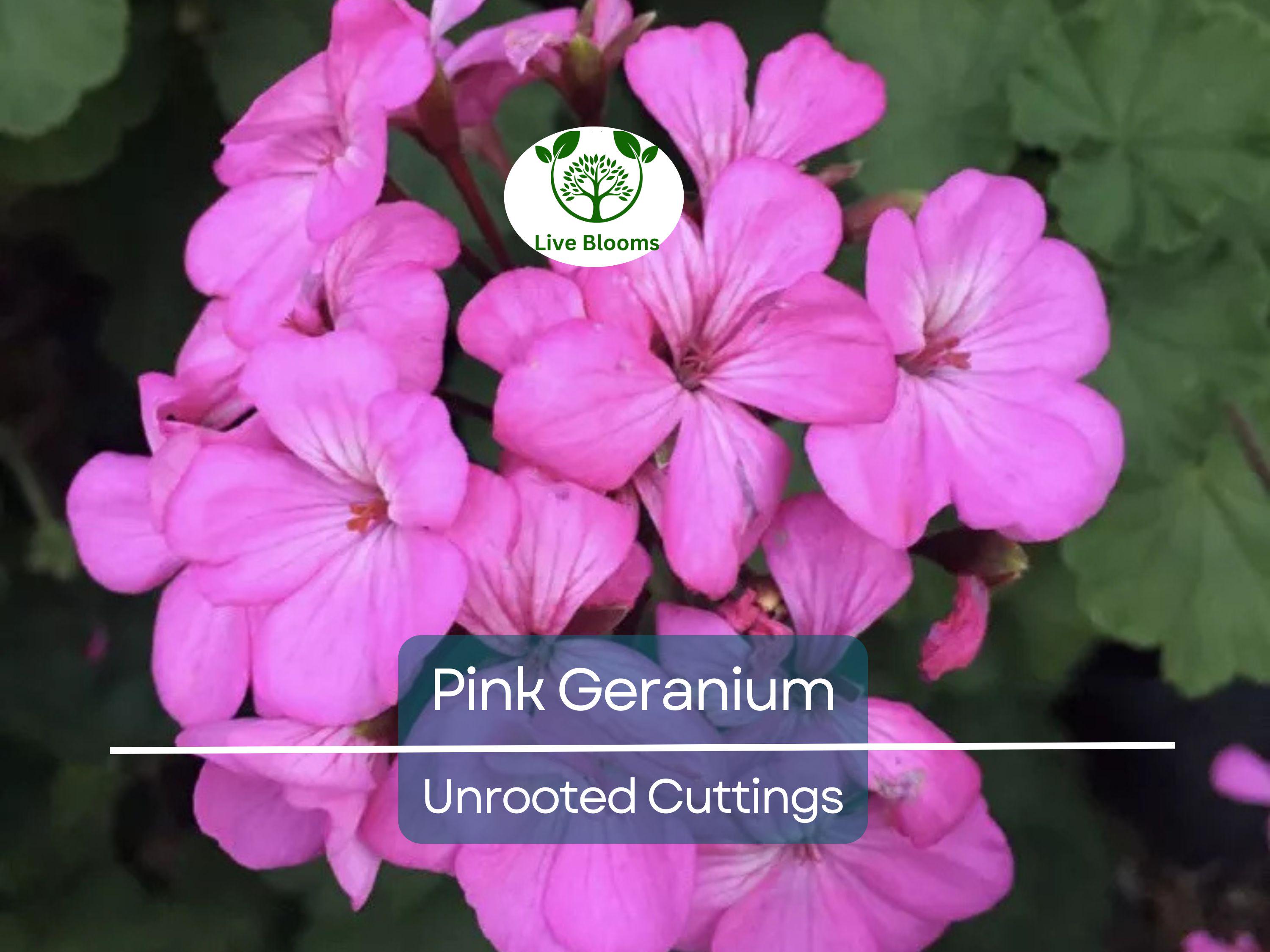 12 Hardy Fragrant Pink Flower Geranium Unrooted Cuttings - Ideal for Propagation, Container Plants, Garden Borders, and Pollinator-Friendly