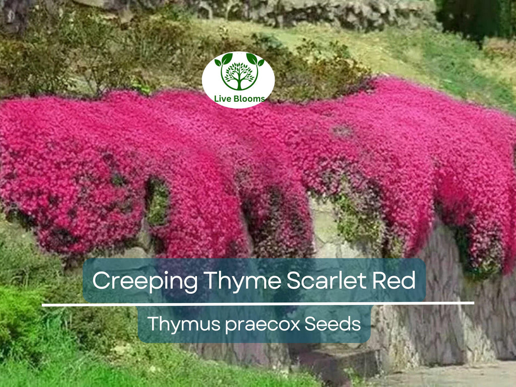 1000 Seeds Creeping Thyme Scarlet Red Ground Cover, Perennial, 4" Height, Perfect for Rock Gardens, Low Maintenance, Drought-Tolerant