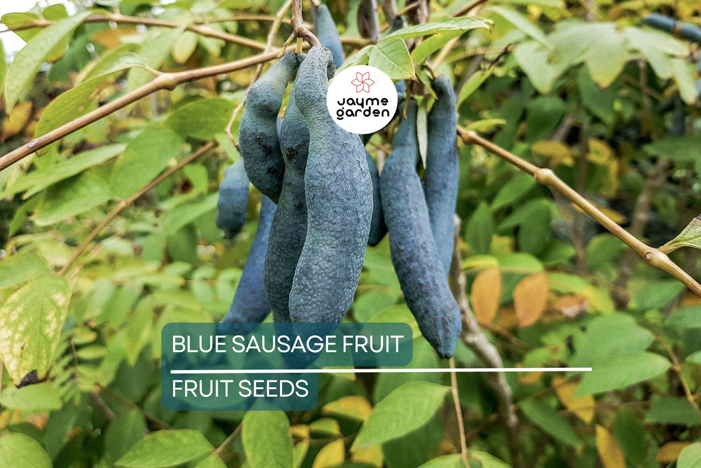 5 Blue Sausage Fruit Tree Seeds (Decaisnea fargesii) – Hardy Ornamental Shrub, 20' Tall