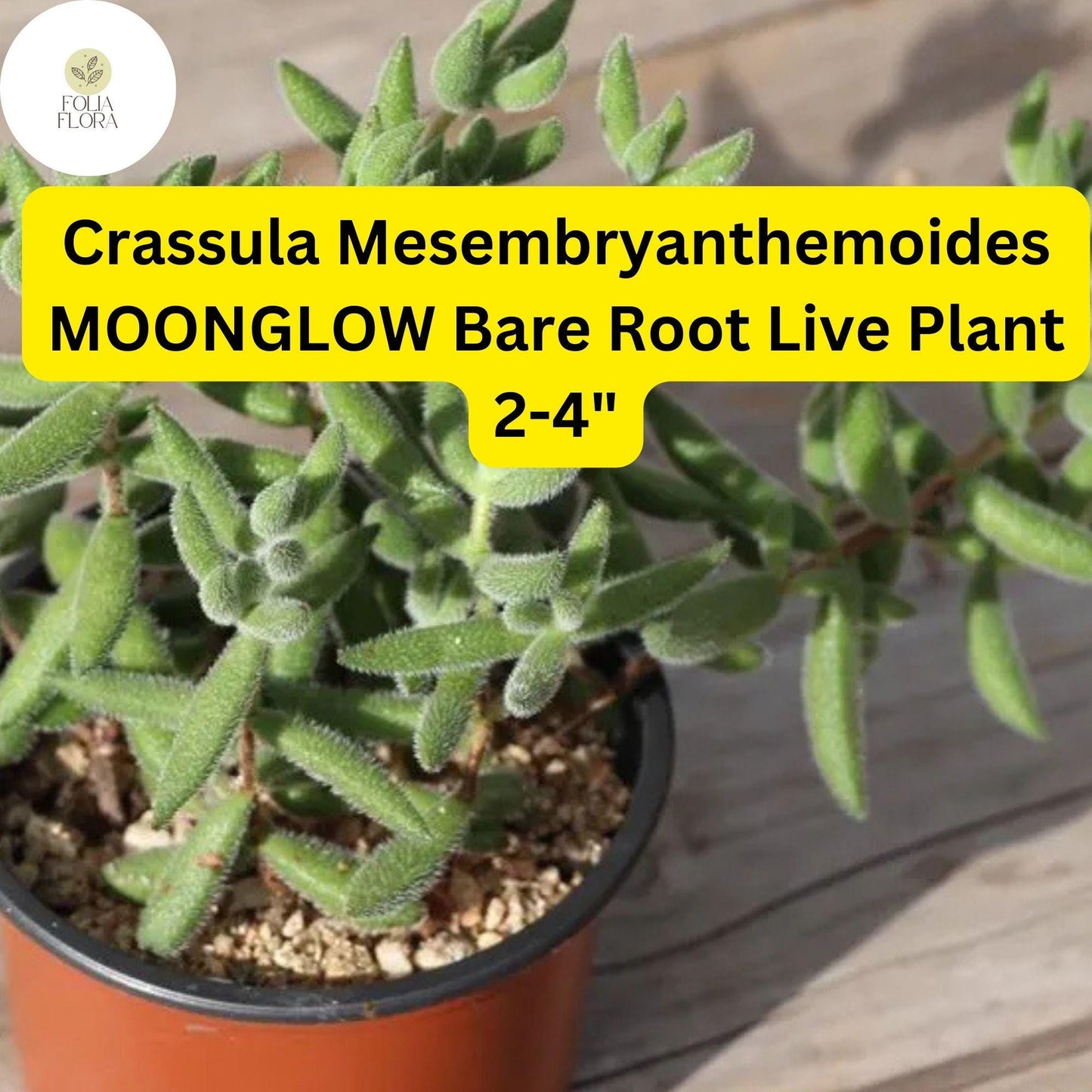 Crassula Mesembryanthemoides ‘Moonglow’ | 1 Live 2-4" Bare Root Succulent | Fuzzy Leaves, Compact Growth, Rare Easy-Care Plant