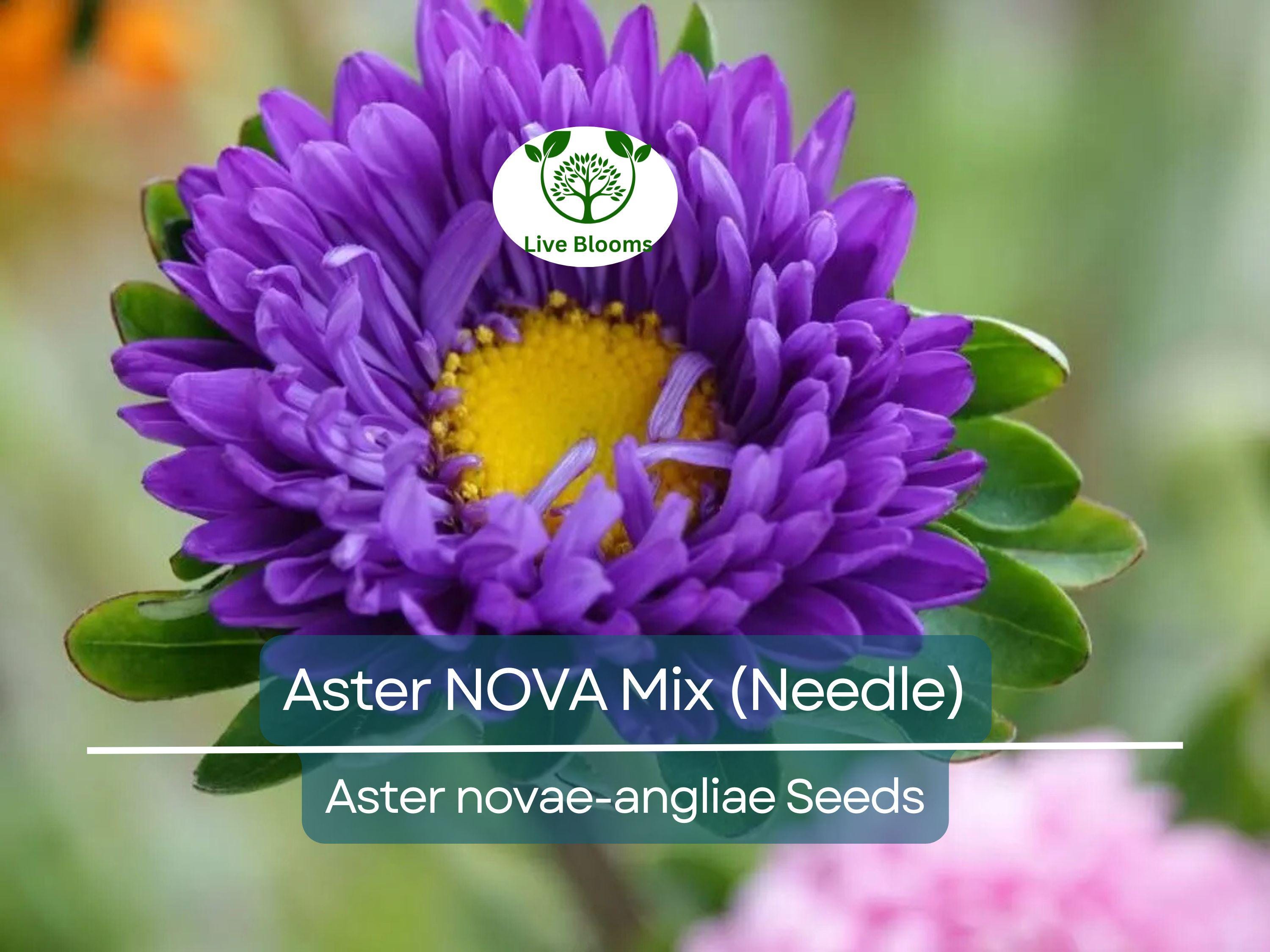 200 Seeds Aster NOVA Mix (Needle), Large Flowers, Annual, Attracts Bees & Butterflies, Non-GMO, Vibrant Garden Blooms, Easy to Grow