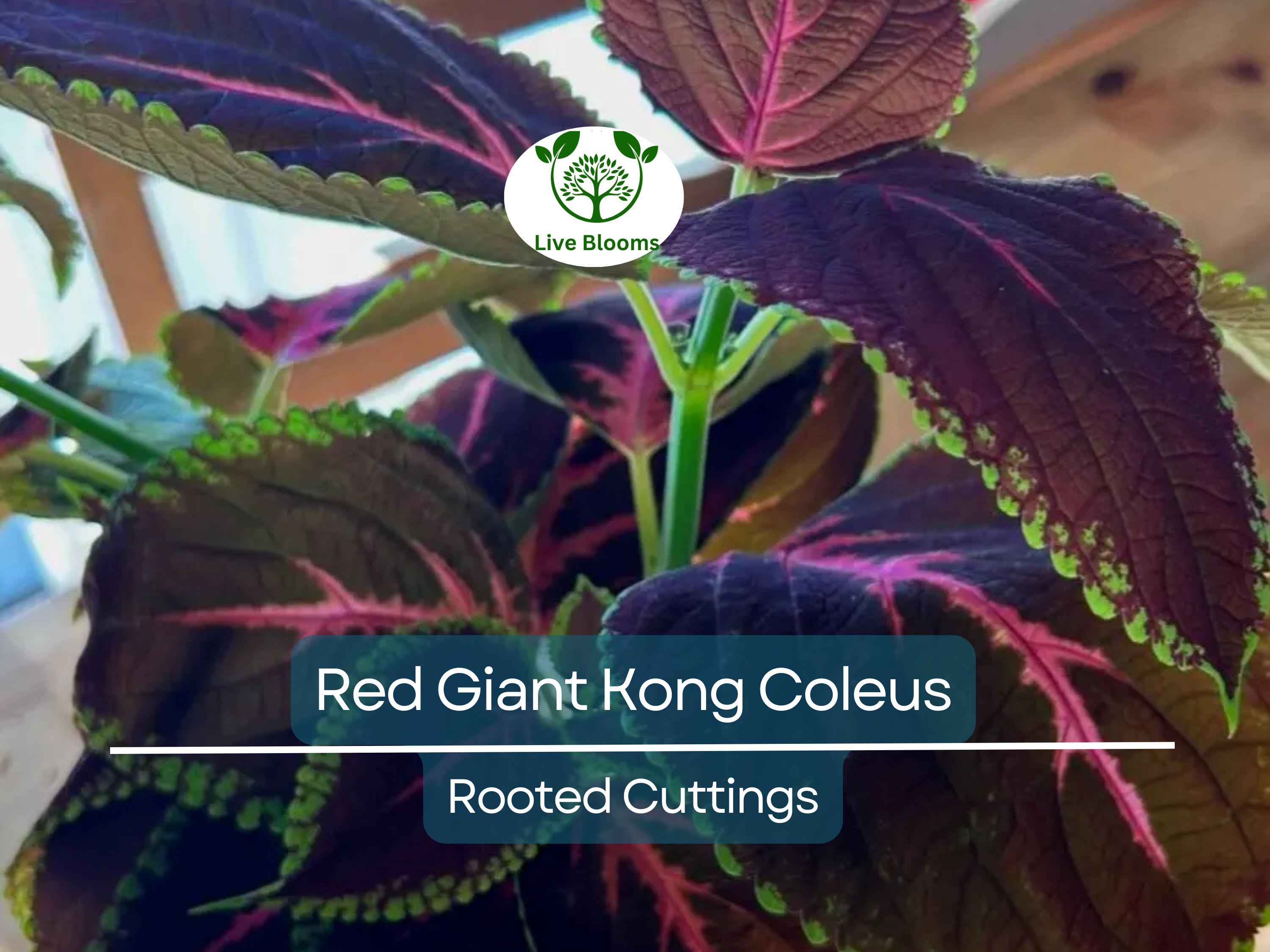 1 Red Giant Kong Coleus Rooted Cuttings - Live Flower, Coleus x hybridus, Colorful Foliage, Indoor/Outdoor Plant