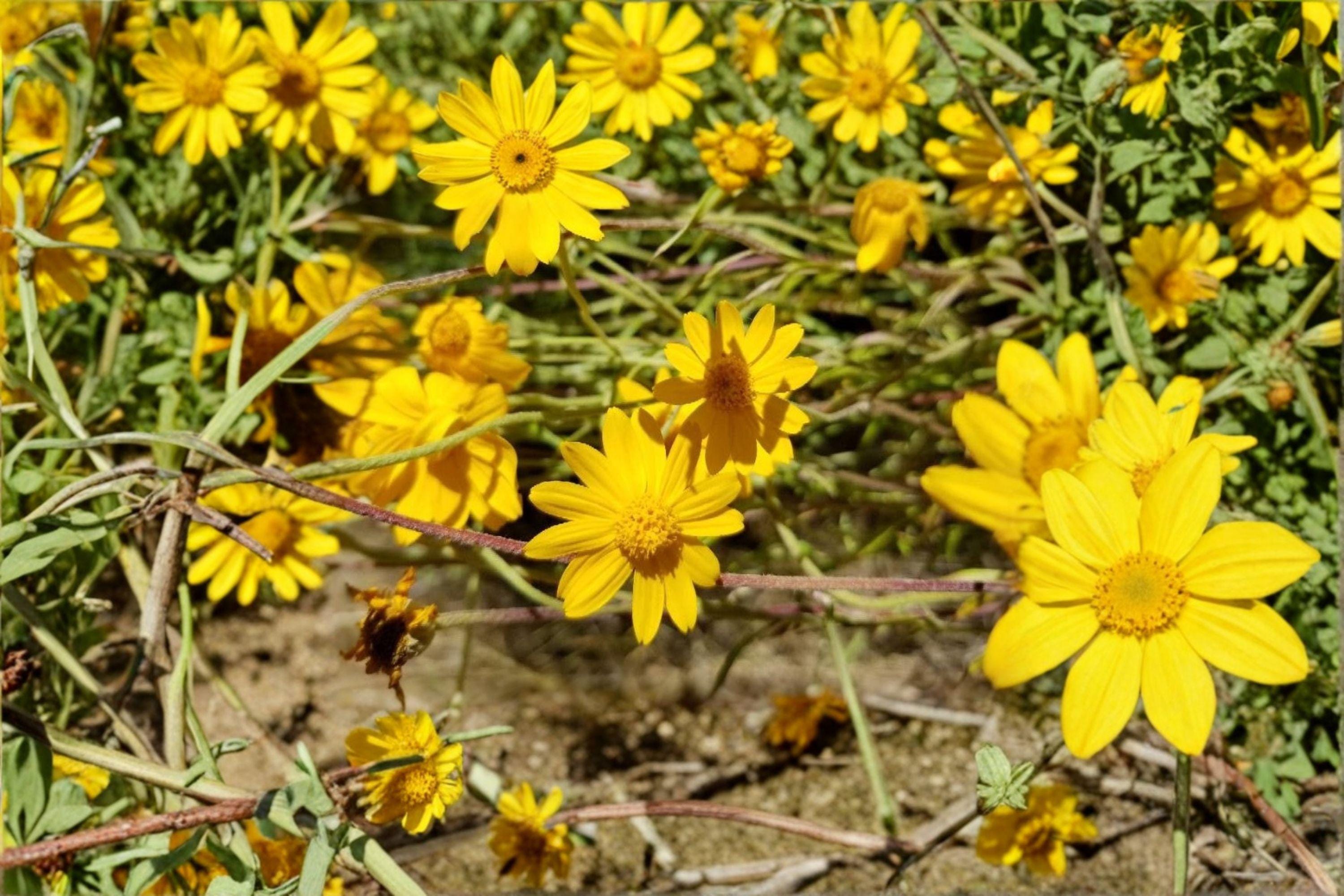 Yellowray Goldfields – Lasthenia glabrata, Native Annual Wildflower | Bright Yellow Blooms (100 Seeds)