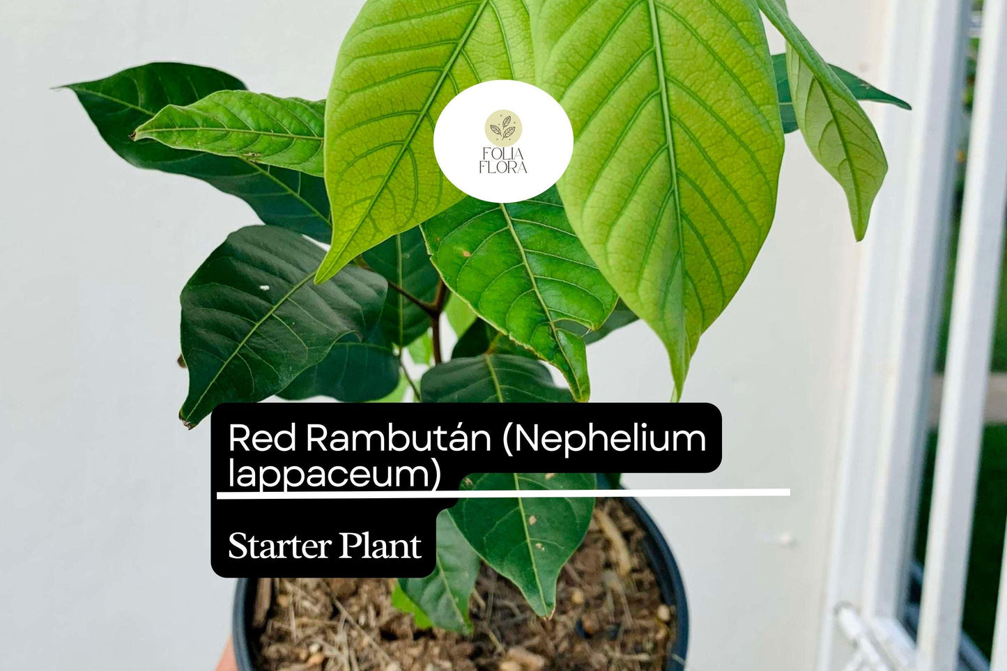 1 Starter Plant Red Rambutan (Nephelium lappaceum) – Exotic Live Fruit Tree 12″-24″ Vibrant