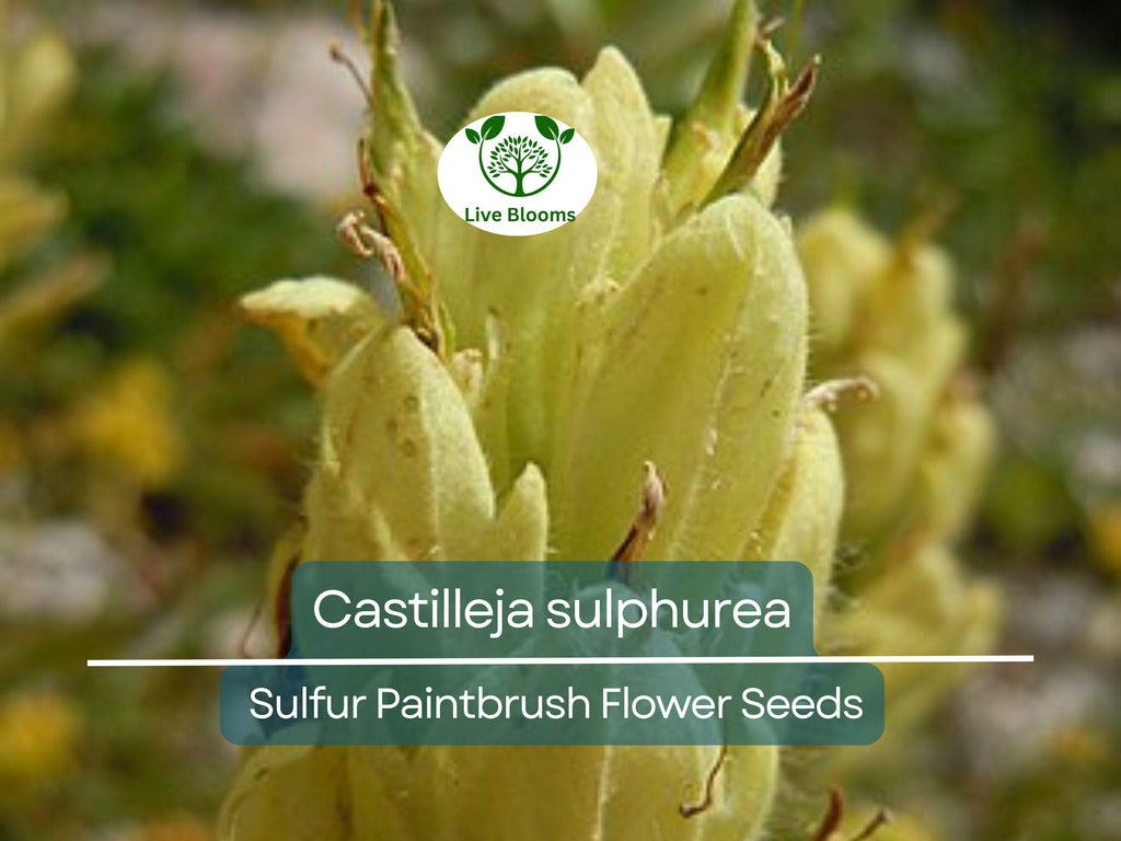 100 mg Seeds Castilleja sulphurea (Sulfur Paintbrush) Indian Paint Brush for Planting | Vibrant Wildflower for Pollinator Gardens