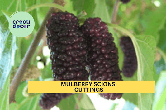 5 Mulberry Scions/Cuttings – You Choose Variety – Unrooted Hardwood for Grafting or Propagation – Sweet Fruit Tree Starter – USA