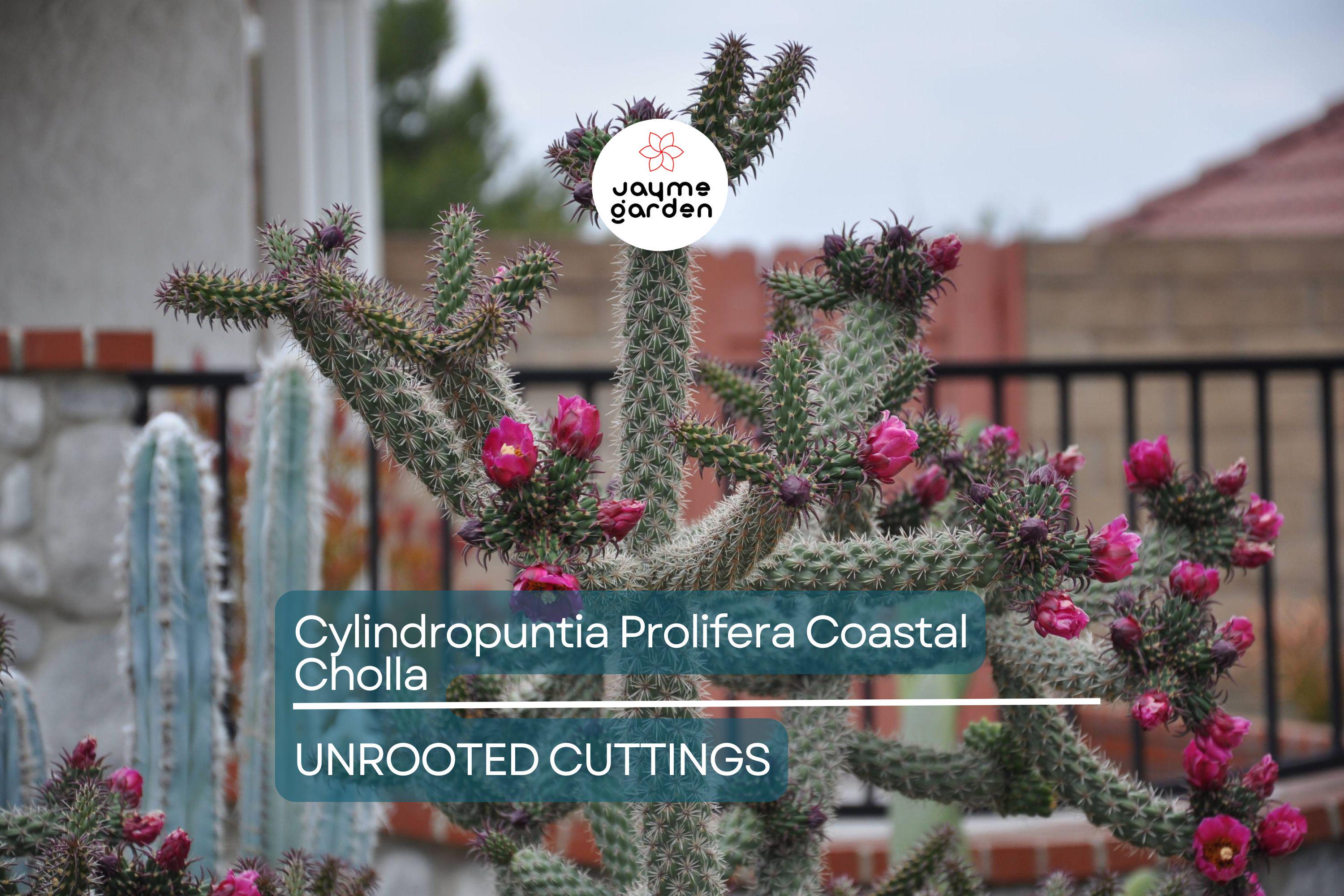 Cylindropuntia Prolifera Coastal Cholla Cactus Cutting - 3" Los Angeles CA Pup, Full/Partial Sun