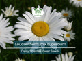100 Seeds Daisy Shasta (Leucanthemum × superbum) - White Perennial Flower for Planting, Landscaping, Easy to Grow, Pollinator-Friendly