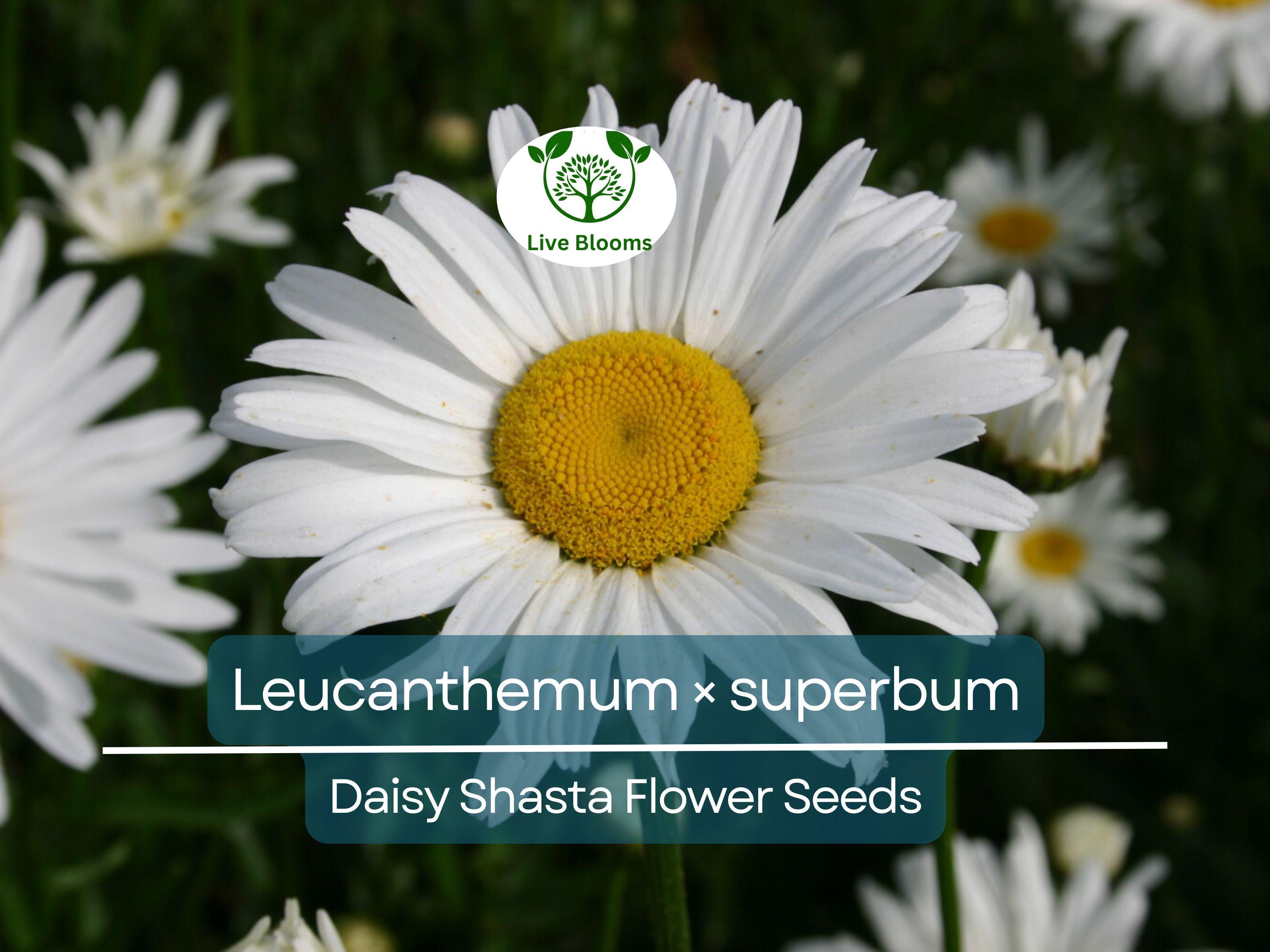 100 Seeds Daisy Shasta (Leucanthemum × superbum) - White Perennial Flower for Planting, Landscaping, Easy to Grow, Pollinator-Friendly
