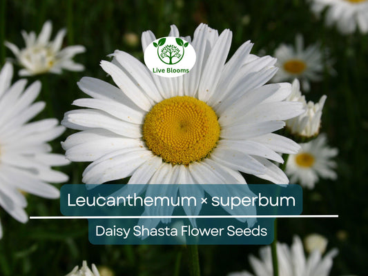100 Seeds Daisy Shasta (Leucanthemum × superbum) - White Perennial Flower for Planting, Landscaping, Easy to Grow, Pollinator-Friendly