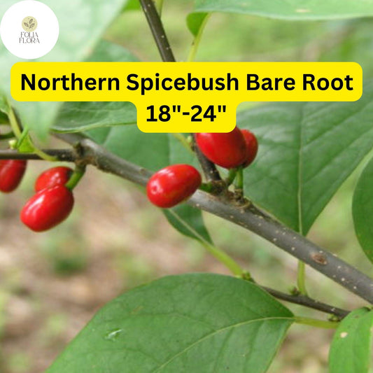 1 Lindera benzoin Northern Spicebush - Live Bare Root Plant 18"-24" for Zones 4-9 - Fragrant Wildlife-Friendly Shrub