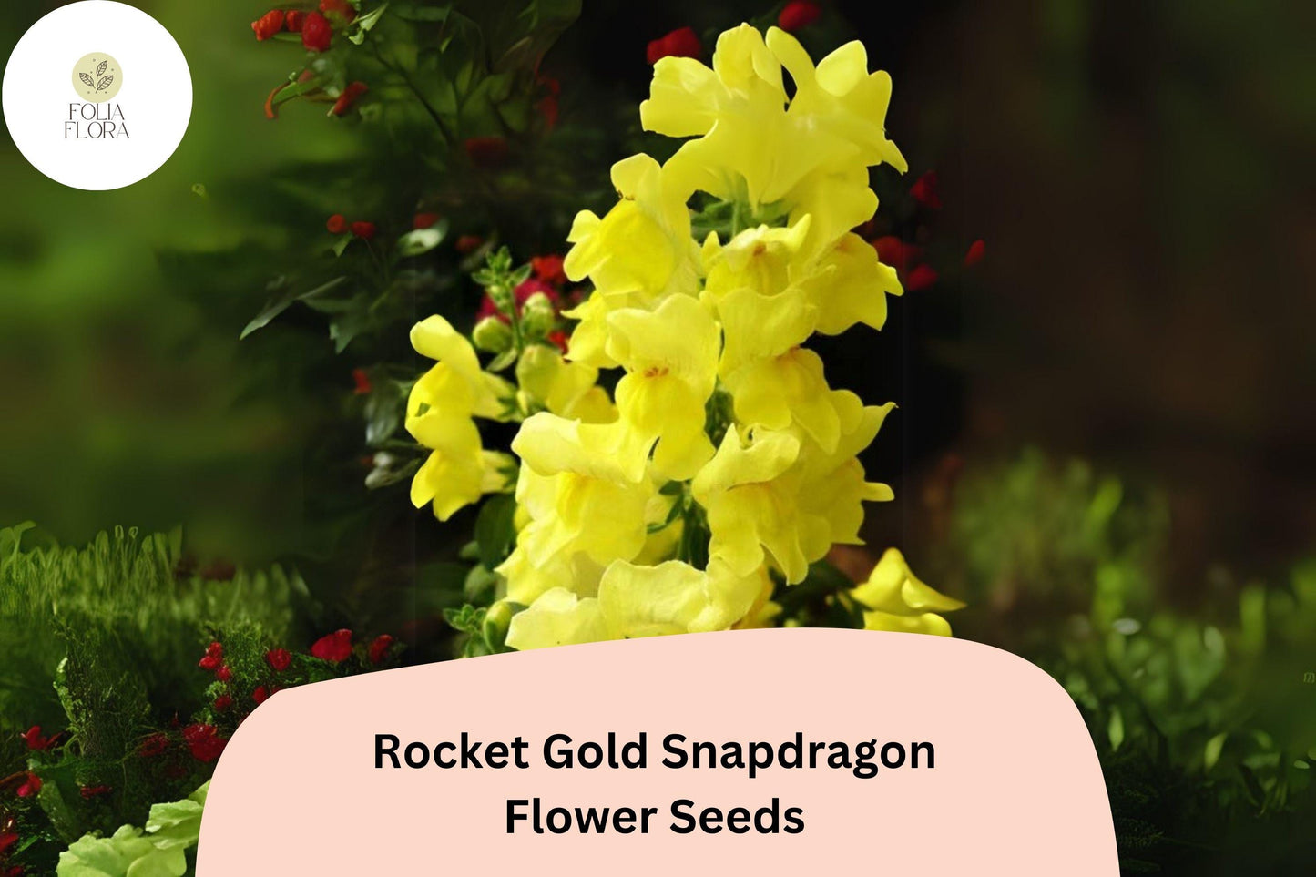 Antirrhinum majus Rocket Gold Snapdragon Seeds – 1000+ Bright Golden-Yellow Blooms for Garden & Cut Flowers