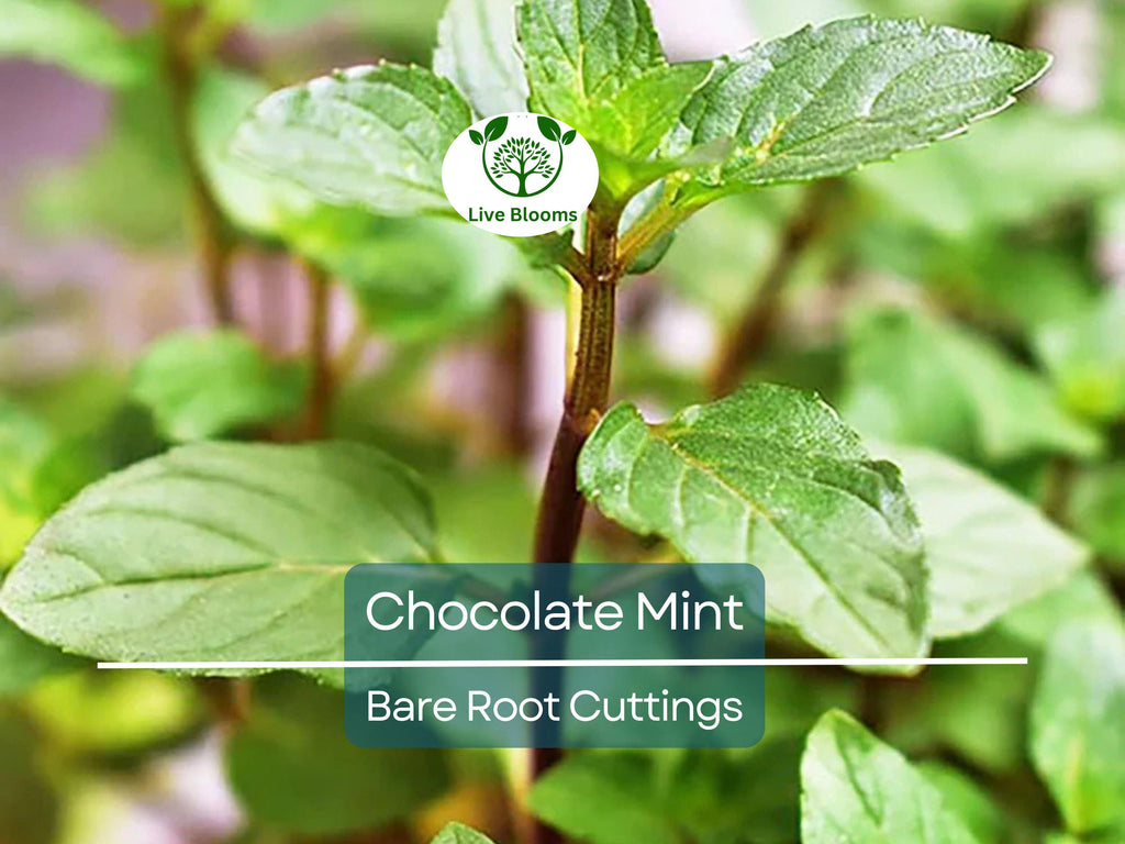 6 Chocolate Mint Bare Root Cuttings, Mentha x piperita, Fresh Aromatic Herb, Perfect for Growing, Sweet Mint Flavor for Tea & Cooking