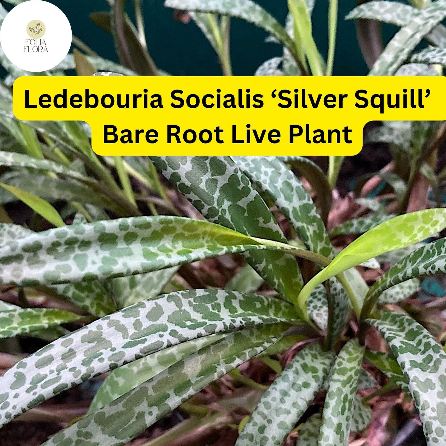 Ledebouria socialis ‘Silver Squill’ | 1 Bare Root Variegated Succulent Plant | Silver-Spotted Leaves, Drought-Tolerant