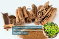 1 Cinnamon Tree - Live Cinnamomum verum Plant 12”-24” Tall | Aromatic & Culinary | Grow Your Own Spice | Tropical Starter Plant