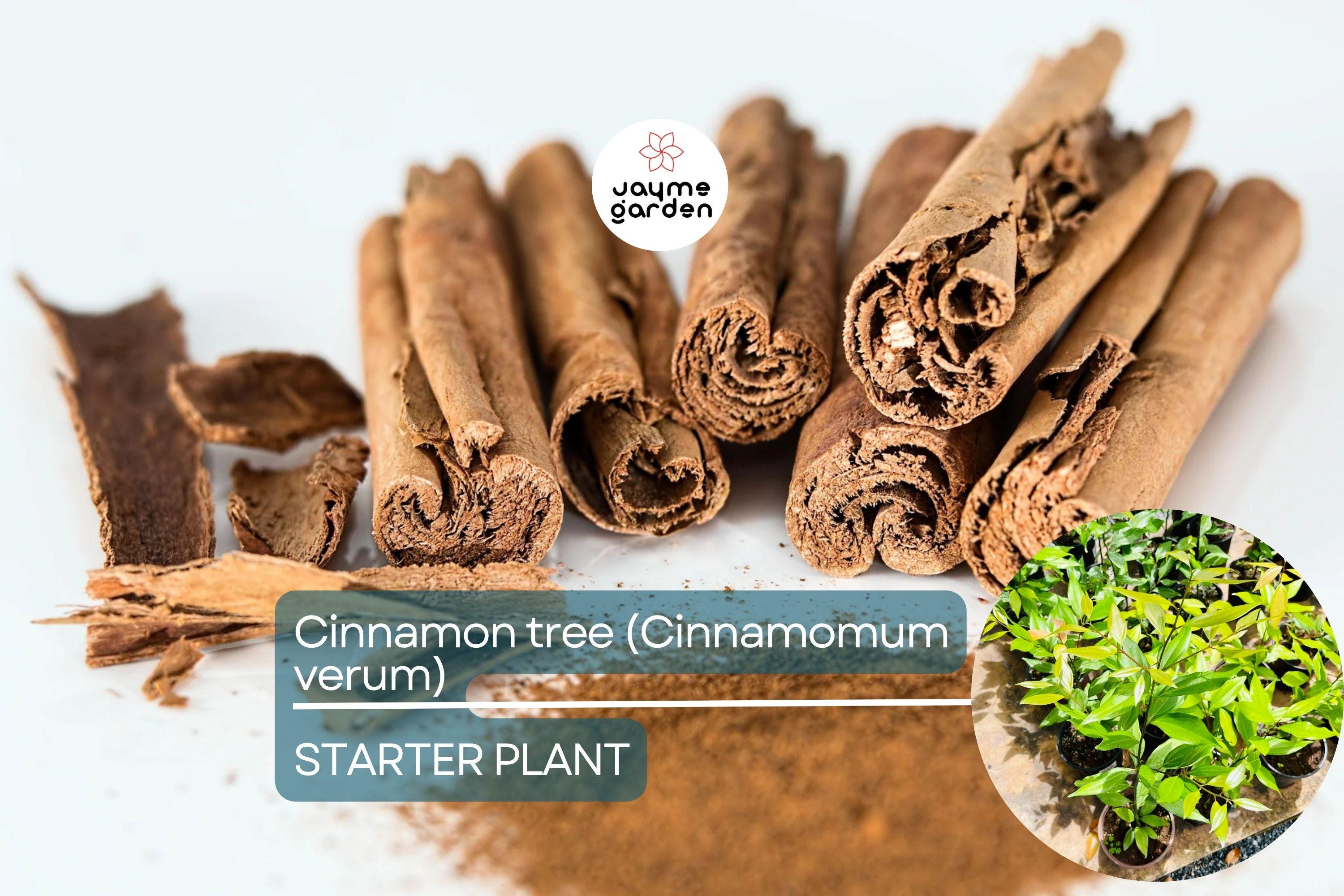 1 Cinnamon Tree - Live Cinnamomum verum Plant 12”-24” Tall | Aromatic & Culinary | Grow Your Own Spice | Tropical Starter Plant