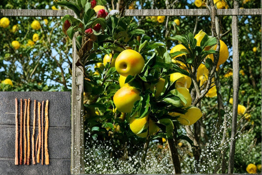 Apple 9 Scions Mixed Varieties (Malus domestica) Gala Yellow Delicious Chenango Strawberry