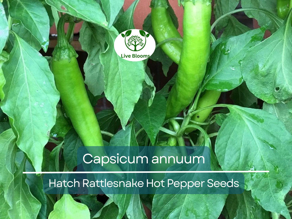 250 mg Seeds Hatch Rattlesnake Hot Pepper – Capsicum annuum | Heirloom Chili for Planting, Gardening & Bold Spicy Flavor
