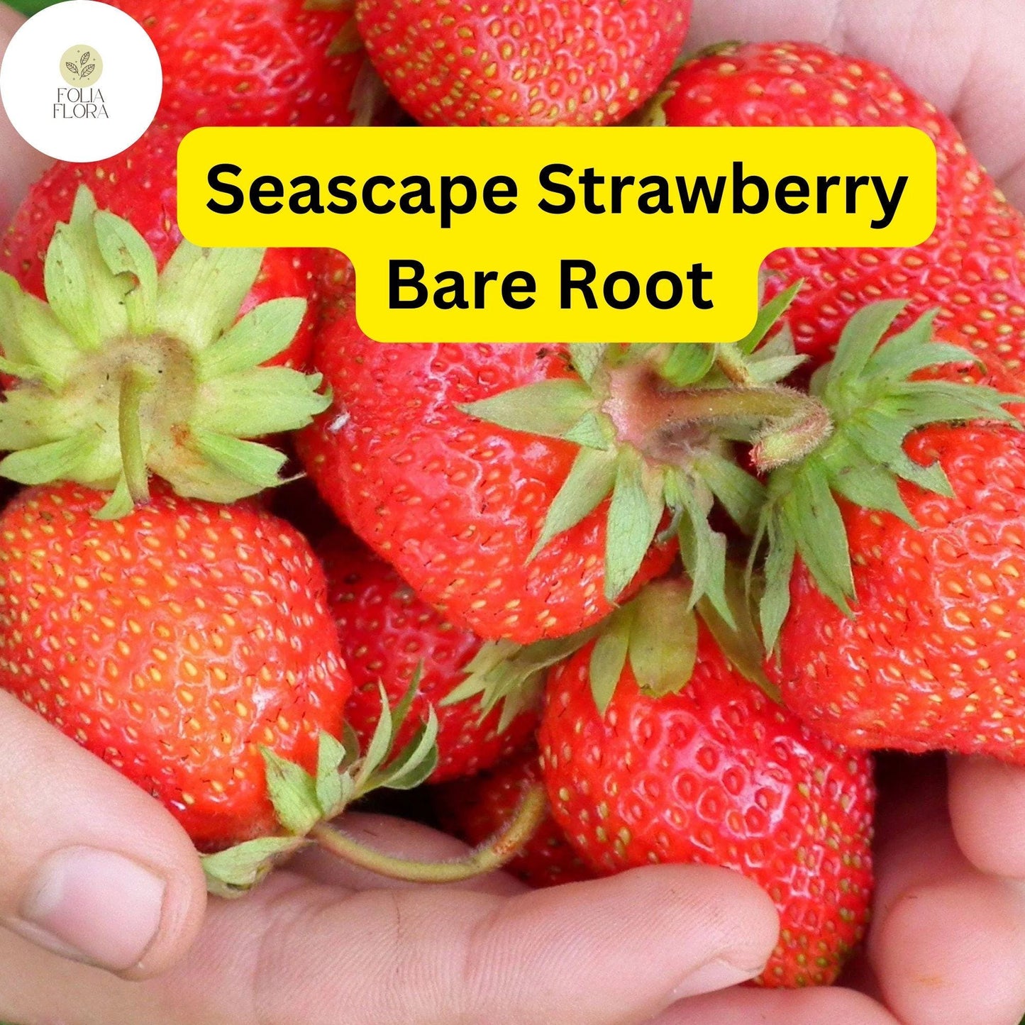25 Bare Root Pack Seascape Everbearing Strawberry Plants | Sweet, Juicy Berries | Zones 4-9