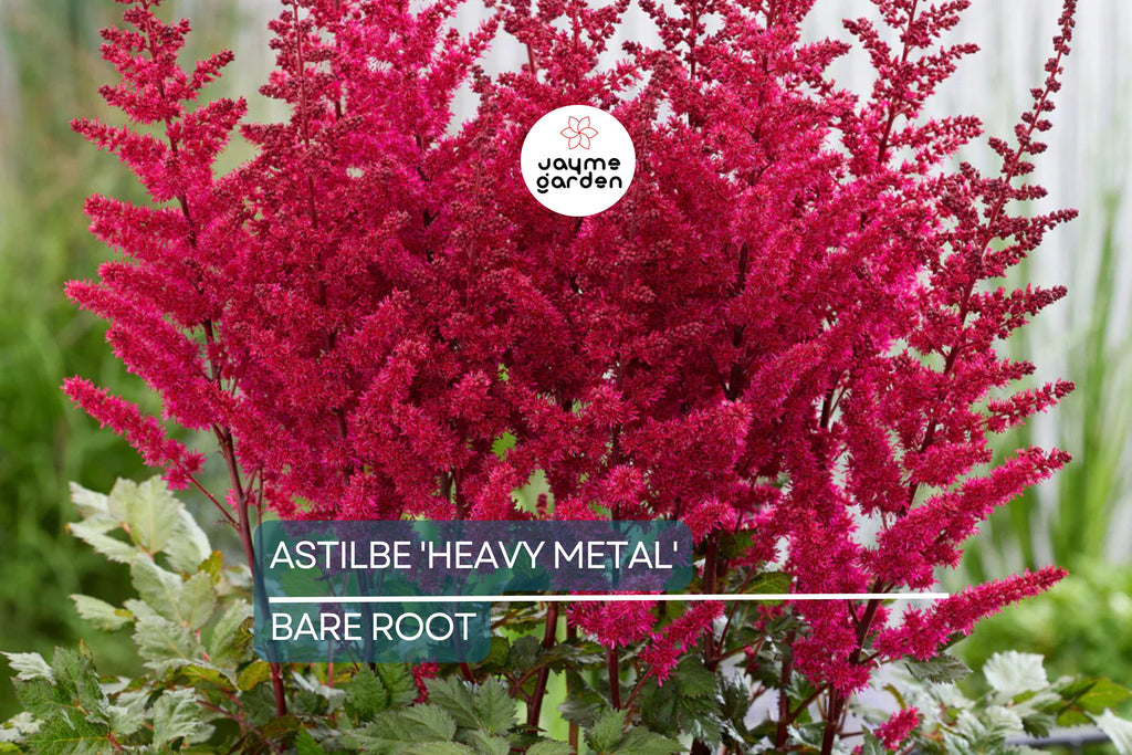 Astilbe 'Heavy Metal' Bare Root Plant | Ruby Red Blooms | Shade-Loving Perennial | 2-3 Eye Healthy Roots | Deer & Rabbit Resistant