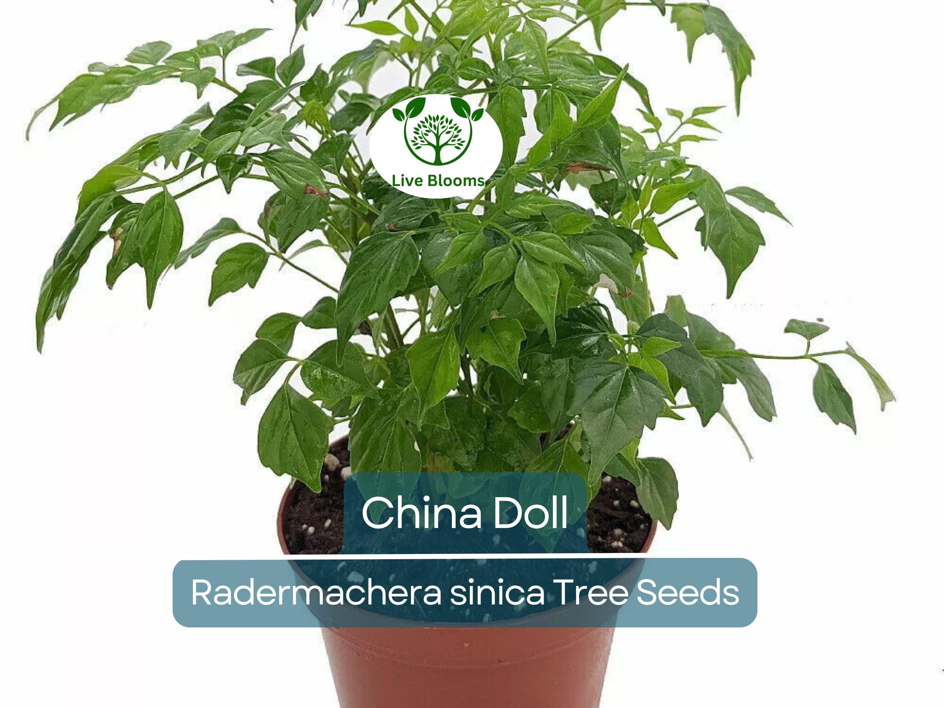 15 Radermachera sinica Seeds | China Doll Tree, Exotic Indoor Bonsai Plant, Non-GMO, Indoor Potted, Unique Decorative Houseplant