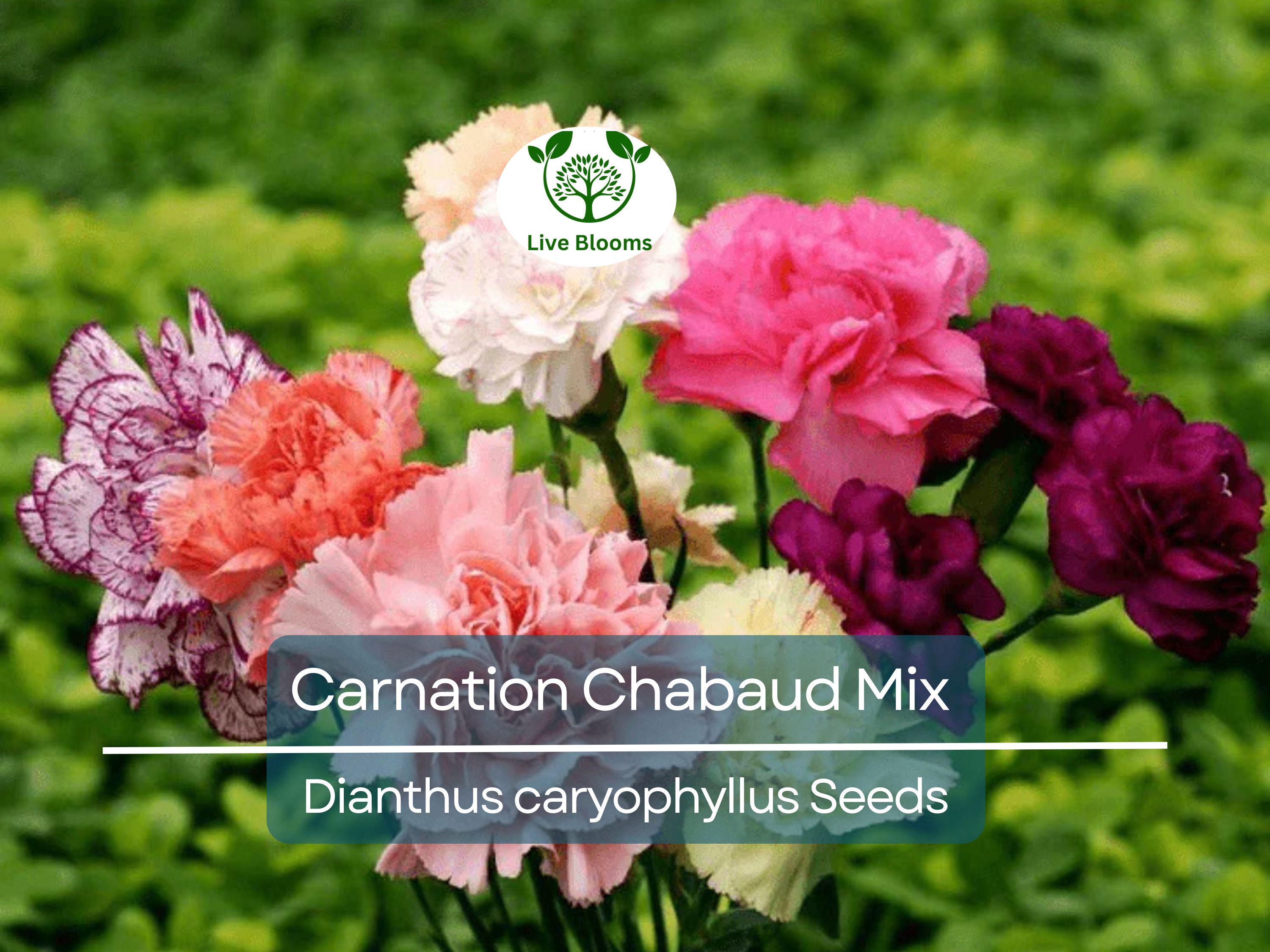 200 Carnation Chabaud Mix Seeds, Fragrant Cut Flowers, Non-GMO, Pollinator-Friendly, Florist-Grade, Vibrant Colors for Garden & Bouquets
