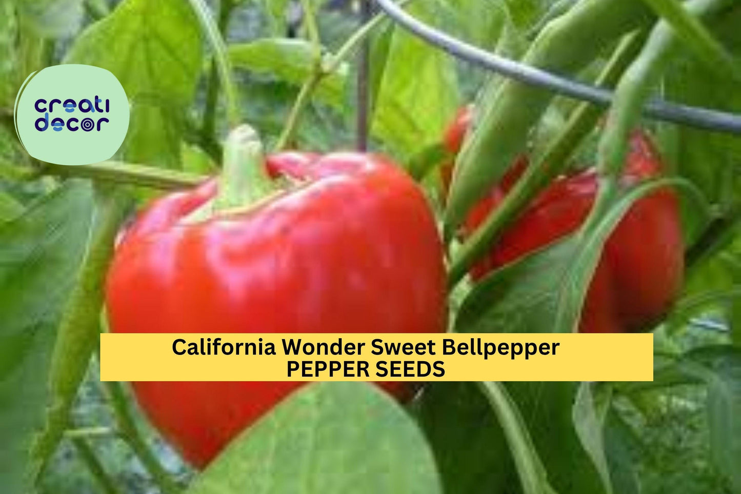 3pcs of 300mg California Wonder Sweet Bell Pepper Seeds – Classic Heirloom for Crispy, Juicy Green to Red Peppers Seeds for Planting