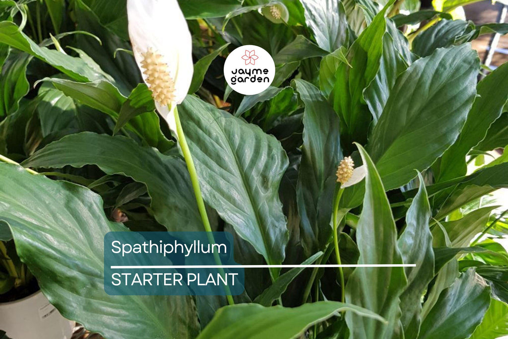 Peace Lily (Spathiphyllum) Live Plant | 10-12 Inches Tall | White Flowers | Indoor/Outdoor | Air Purifying | Low Light Houseplant