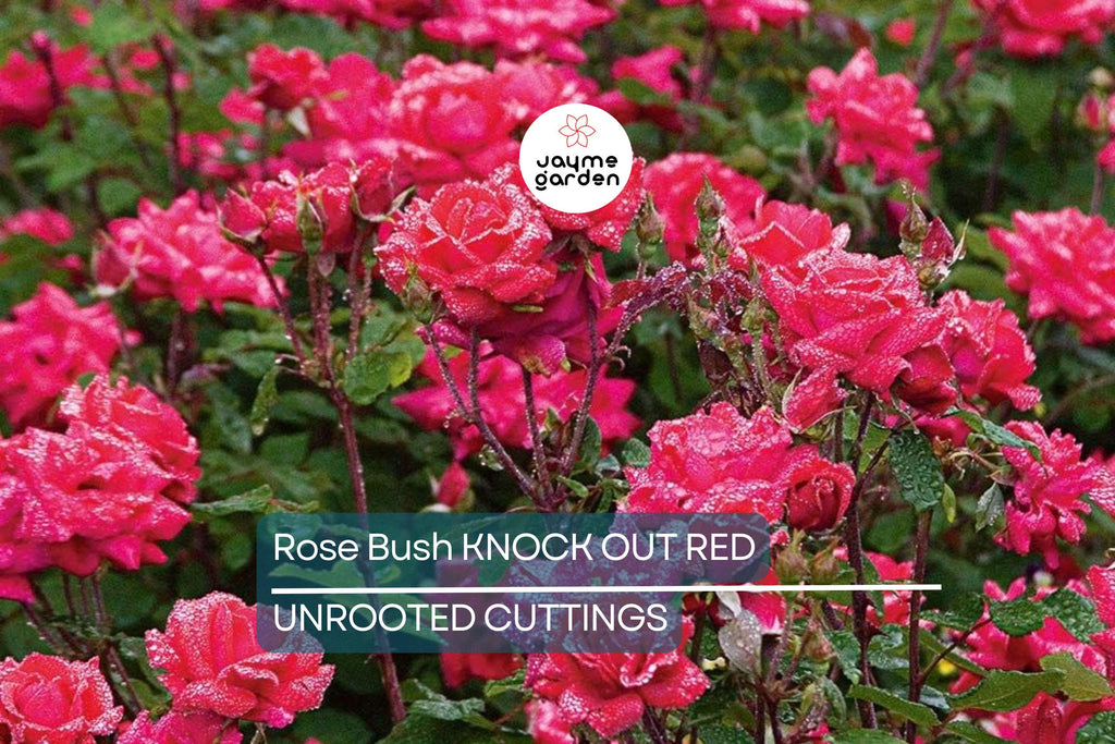 Knock Out Red Rose Bush Cuttings - 6" Unrooted Live Plant, Fast-Growing, Flowering Shrub for Outdoor Gardens, USDA Zones 5-9